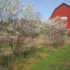 Serviceberry - Shadblow 
White flowers in the spring, edible fruit, nice fall color. 