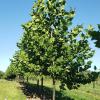 American Sycamore Fast Growing shade tree gets up to 70' ft tall.