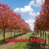 Redpointe Maple in Fall color!