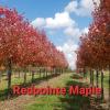 Redpointe Maple in Fall color! Coming again soon!